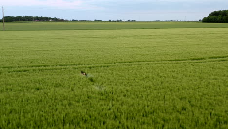 drone-shot-of-deer-running-in-a-field