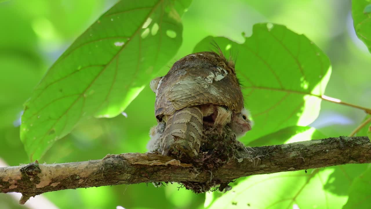 Horsfield's Frogmouth, Batrachostomus javensis