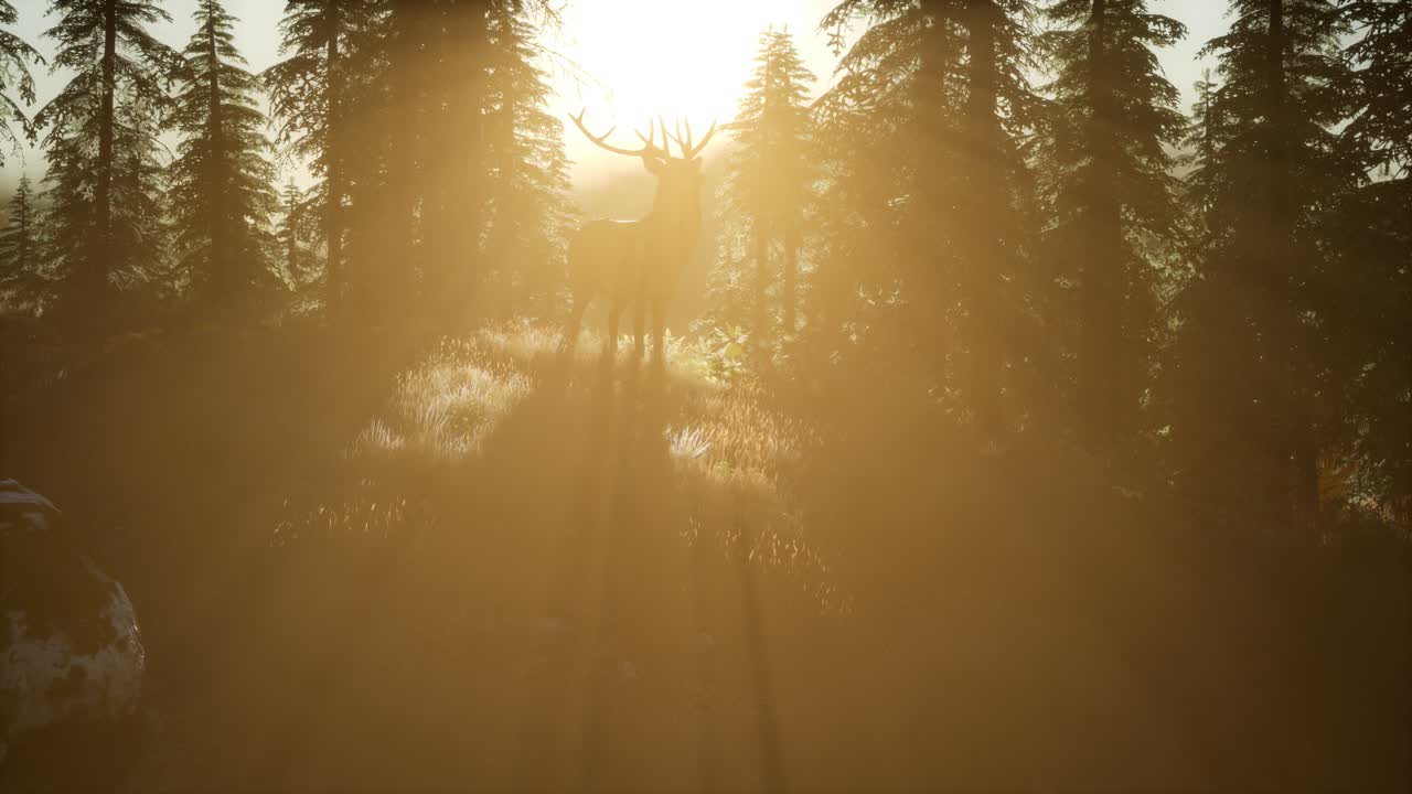 macho de ciervo en el bosque al atardecer