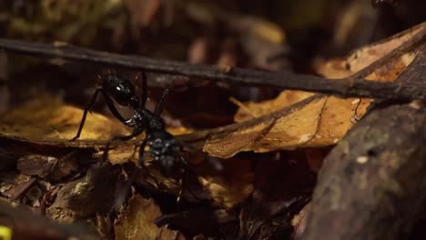 single bullet ant walks on the rain forest floor littered with dead and decaying leaves sensing and searching