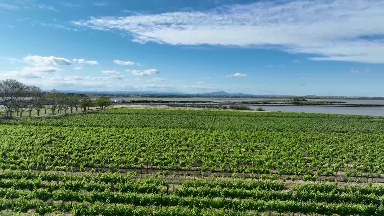 프랑스 남부의 마구엘론 대성당 근처에 있는 포도.