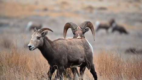 Rituals-of-Strength:-Bighorn-Sheep-in-the-Rut