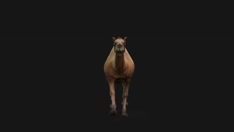 camel running, front view seamless loop