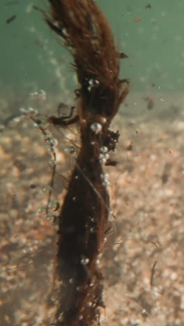dirt floats in tranquil lake water with pebbled bottom on decaying background. wild underwater life scene. impact of seashell gas pollution on ecosystem