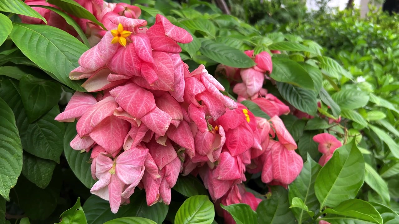 Tampilan Dekat Bunga Mussaenda Merah Muda Cerah di Taman