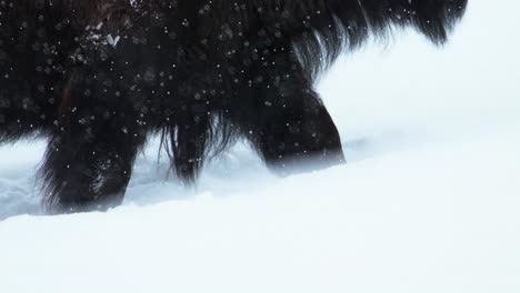 close up of bison moving through heavy winter snow in yellowstone national park
