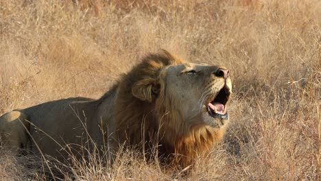 A-large-male-lion-roars-on-the-African-savanna-in-the-greater-Kruger-National-Park,-South-Africa