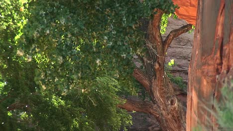 Closeup-Of-Trees-Releasing-Seeds-Near-Moab-Utah