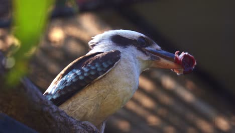 una foto de cerca de un kookaburra riendo, dacelo novaeguineae visto posado en una rama de árbol, capturó una presa de ratón en su boca con su largo y robusto pico, observando el medio ambiente circundante