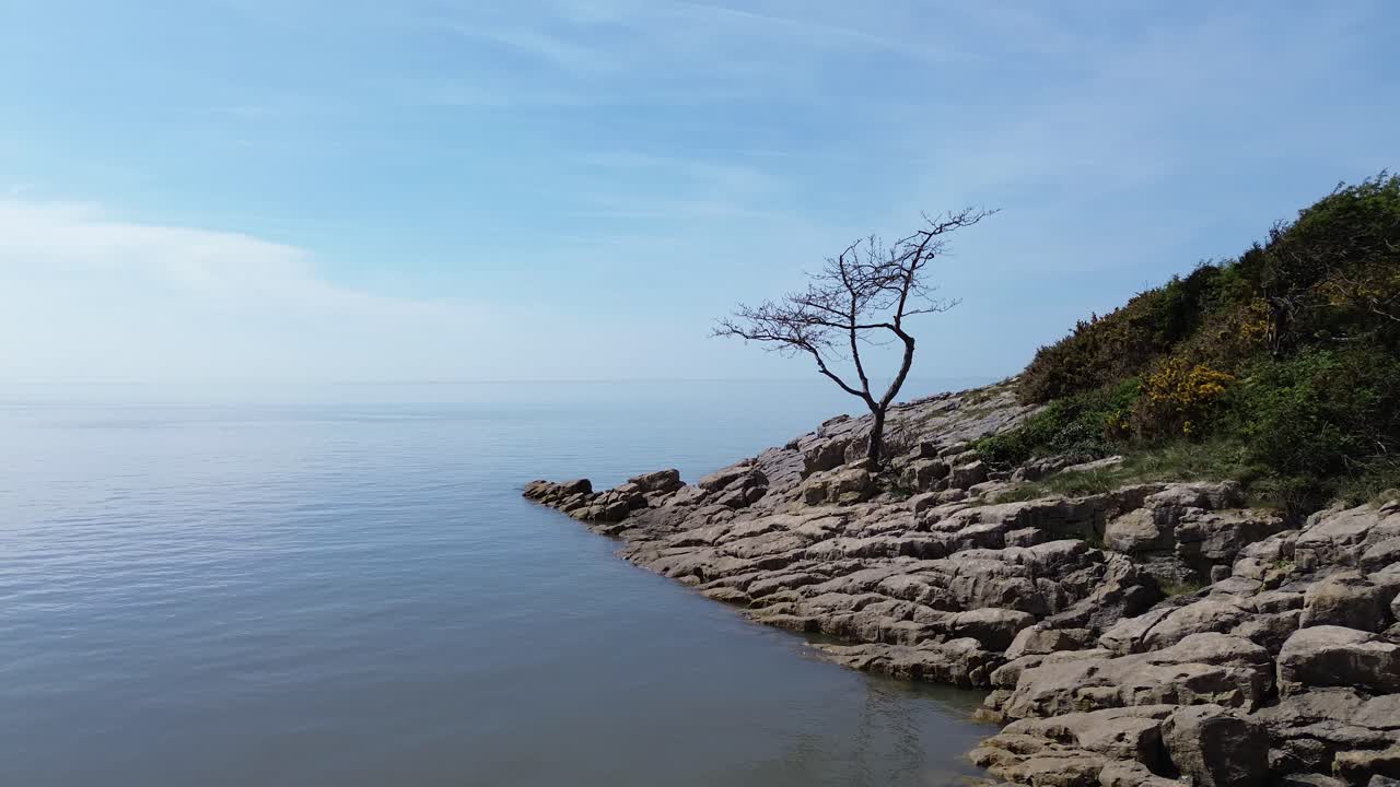 Weathered tree on rocky slope aerial view with calming tide and blue sky in dreamlike harmony