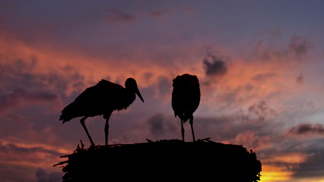 Cerrar-La-Silueta-De-Las-Cigüeñas-Descansando-En-El-Nido-Durante-El-Hermoso-Cielo-Del-Atardecer,-4k