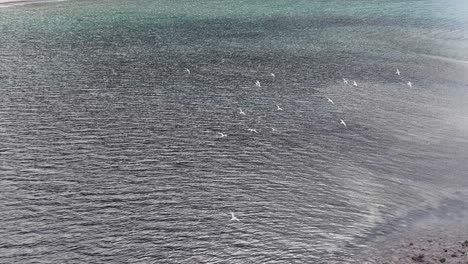 Drone footage captures a flock of gulls taking flight above shallow coastal waters and rocky shoreline in bright, natural daylight with smooth aerial movement