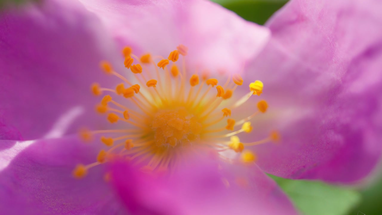 Plan macro d'une fleur rose dans le jardin