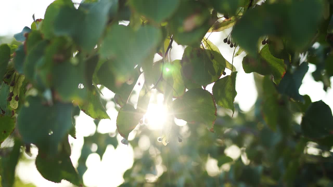 아름다운 가을 빛 풍경. 앞면에 다채로운 초록색과 노란색 잎을 가진 나무 가지의 근접 전망은 빛을 투명하게하는 흐릿한 자연적 인 배경에서 고립되어 있습니다.