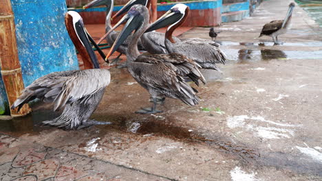 Gruppe-Brauner-Pelikane,-Die-Kämpfen,-Um-Nahrung-Von-Fischern-Auf-Der-Insel-Santa-Cruz-In-Den-Galapagos-Zu-Bekommen