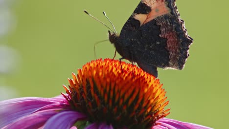 one small tortoiseshell butterfly eats nectar from orange coneflower in sunlight