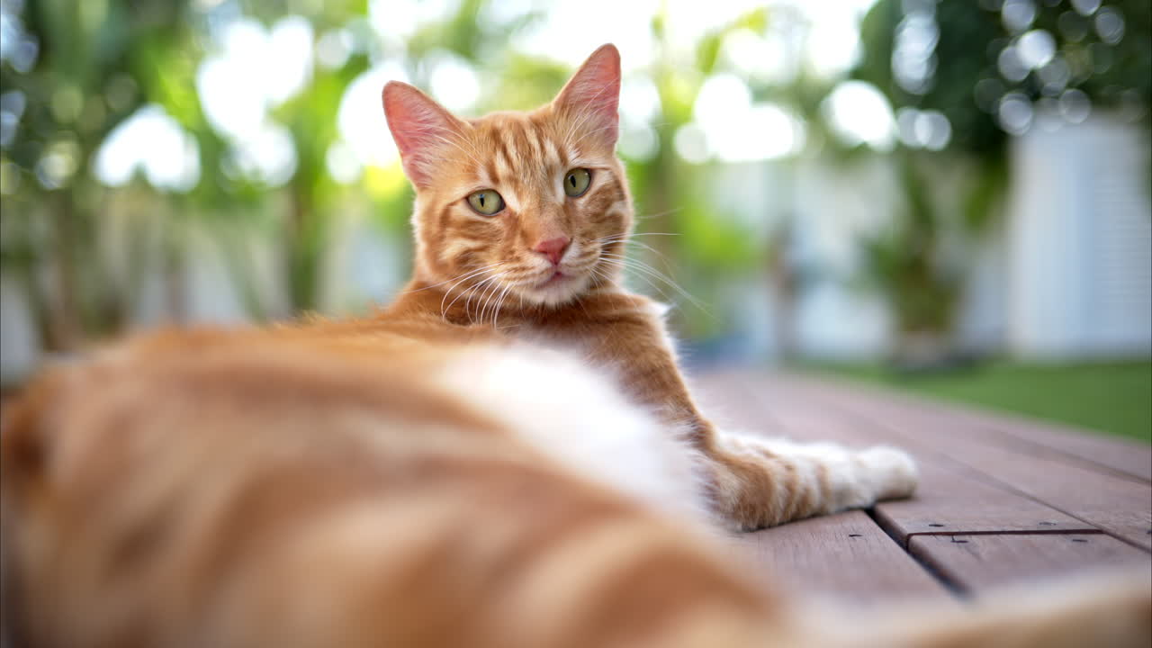 Gatto rosso fuori vicino a una piscina a Cipro