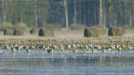 white-fronted geese resting in flooded meadow during spring migration sunny day