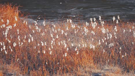 Fluffy-cotton-grass-on-the-bank-of-the-freshly-frozen-pond