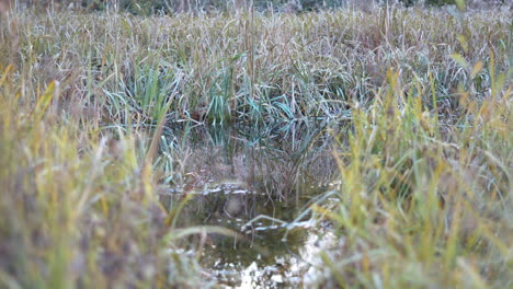 Ein-Dorfteich,-Umgeben-Von-Schilf-Und-Binsen