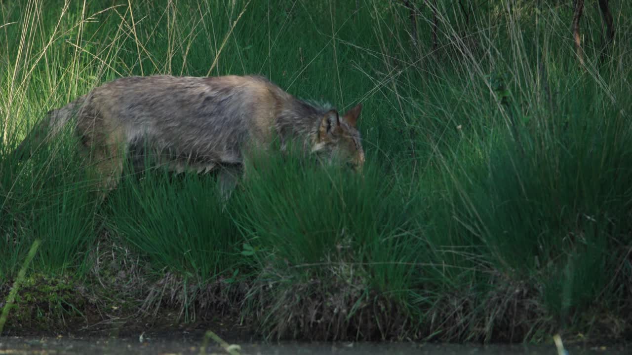 el lobo en el prado de hierba