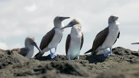 blue-footed boobies stand together in a colony on santa cruz island in the galápagos islands