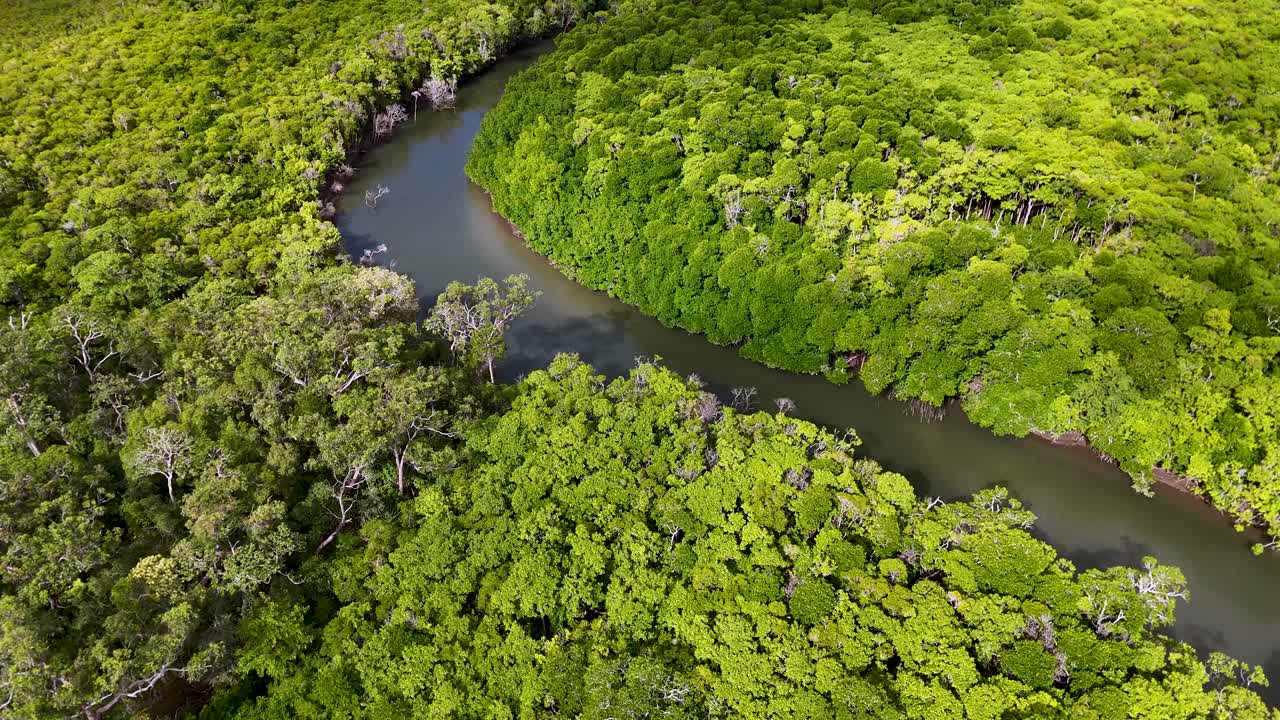 Aerial view of a winding river through dense mangrove forest in vibrant green hues under natural sunlight