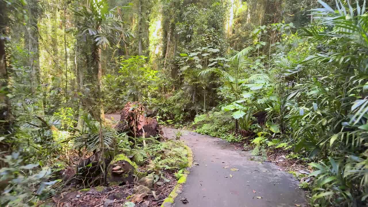 Steady camera moves along lush rainforest path, soft daylight, dense vegetation, tranquil atmosphere
