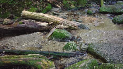 Yakushima-Mountain-Stream,-Close-Shot-of-Mossy-Rocks-and-Pure-Water