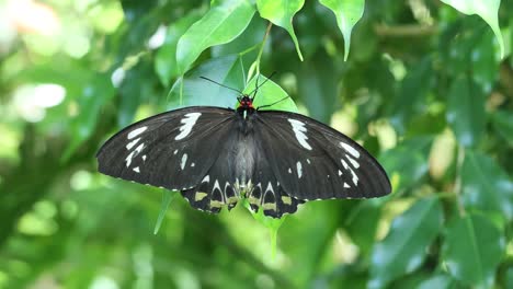 a butterfly in motion, wings flapping, surrounded by green leaves.