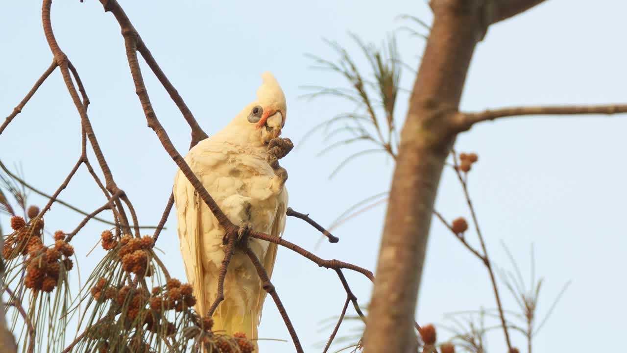 A Little Corella (cacatua sanguinea) perched on a swaying casuarina branch, grasping a seed pod, cracking it open with its beak, alerted by the surroundings and cautiously walk away, close up shot.