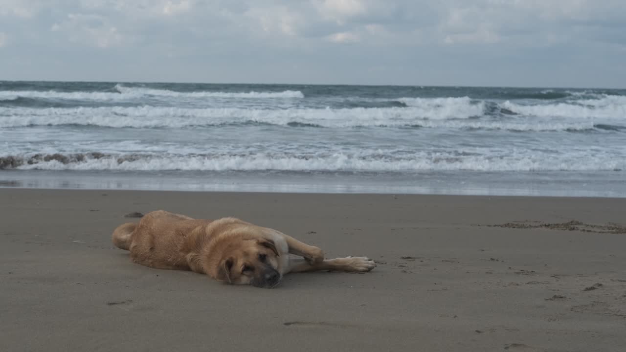 el gasto del perro en la playa