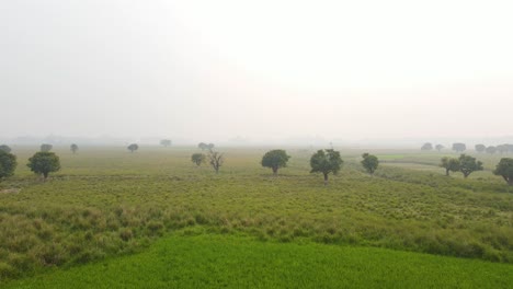 Aerial-view-flying-across-misty-lush-green-Indian-rice-paddy-field-and-agricultural-marshland