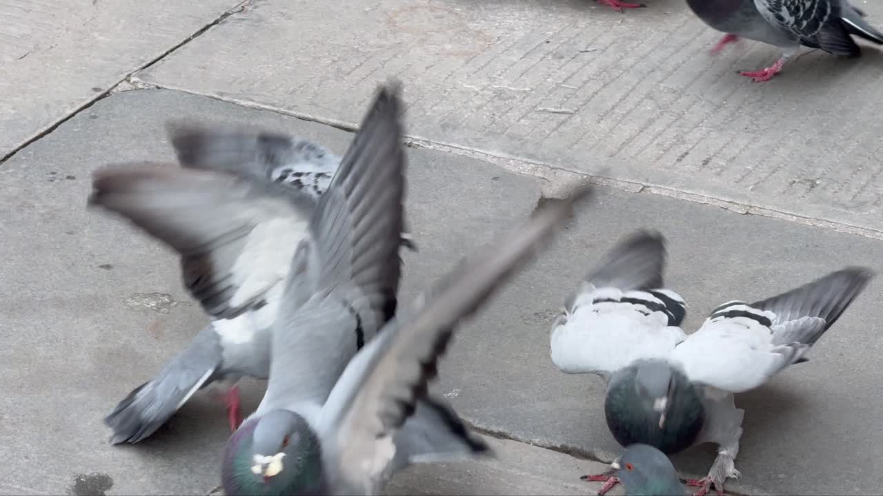 Pigeon birds fighting for food thrown for them on pavement in slowmotion