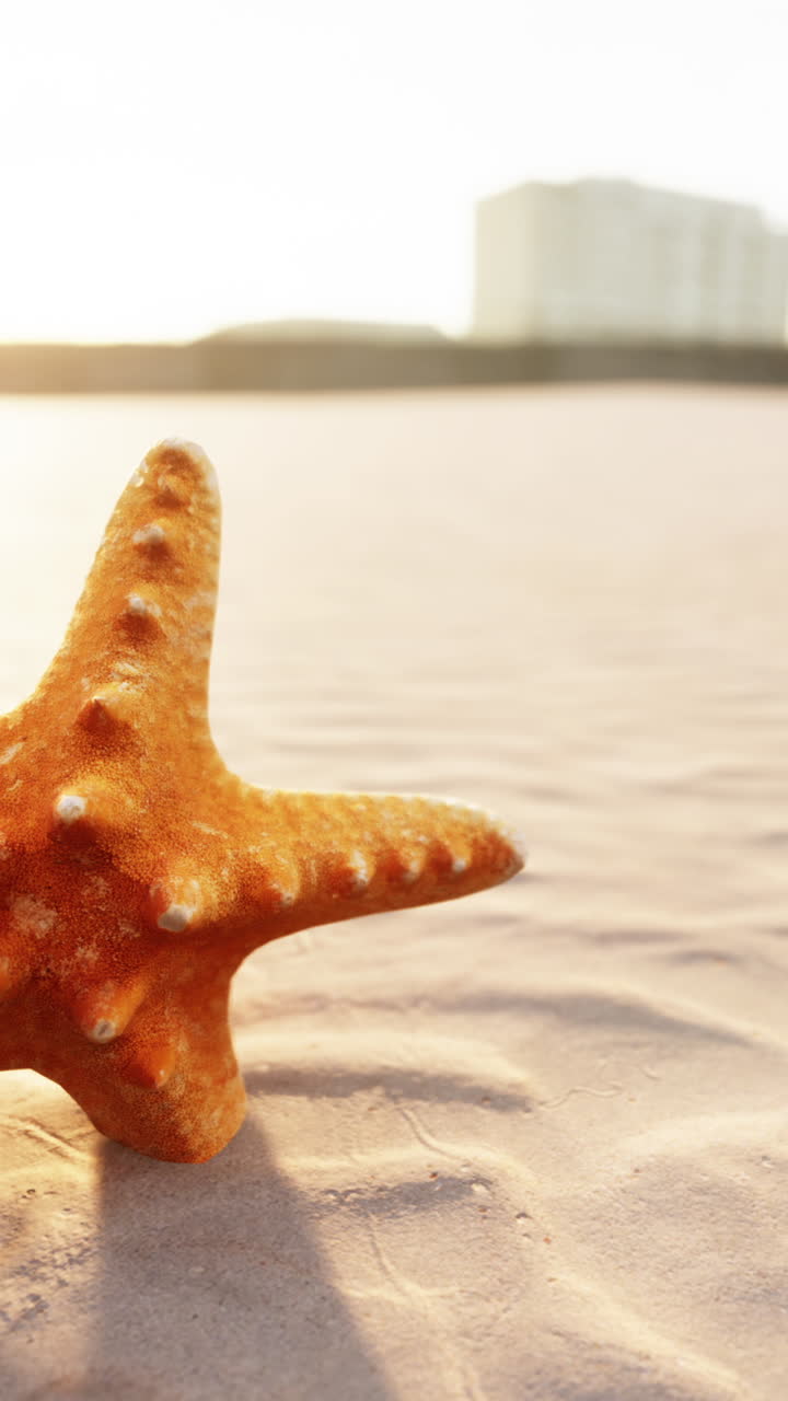 Starfish on a Sandy Beach at Sunset