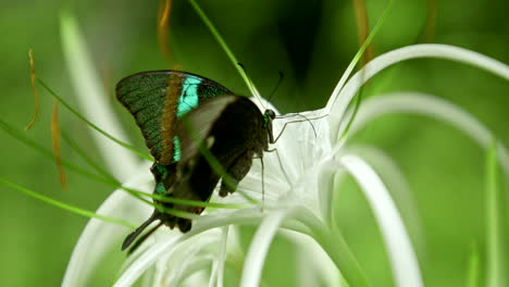 beautiful blue and black swallowtail butterfly drinking nectar off a white flower