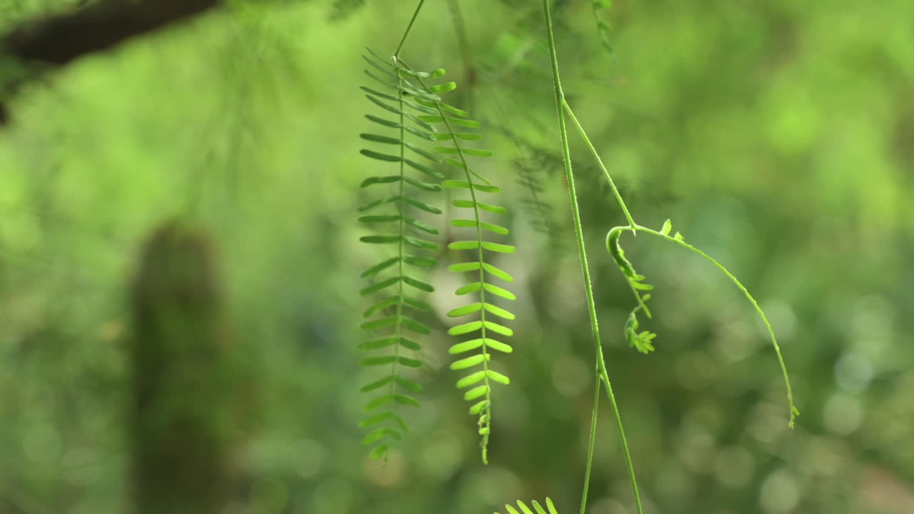 las hojas se balancean cuando el viento sopla contra la planta de saguaro en un día soleado