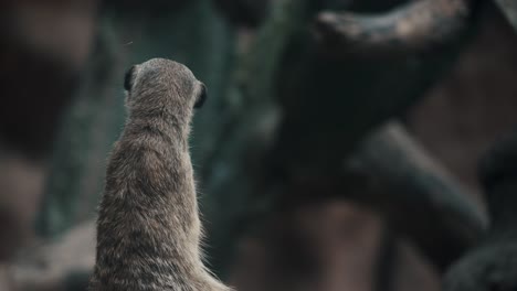 Small-mongoose-sitting-on-hind-legs,-keeping-a-watchful-eye