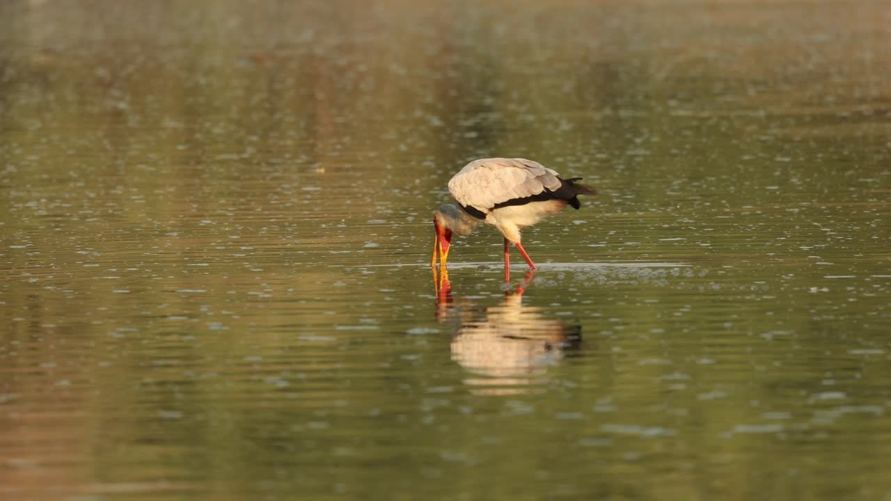 Beautiful, tranquil scene of a yellow-billed stork fishing in the water during sunset, Mana Pools, Zimbabwe