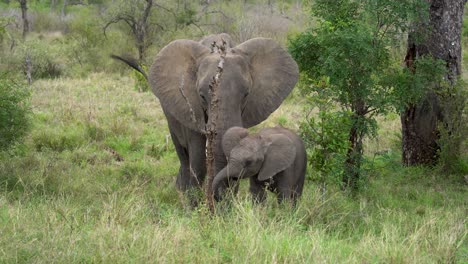 a baby elephant with its mother forage sweet grass from dense underbrush, kruger, loxodonta africana