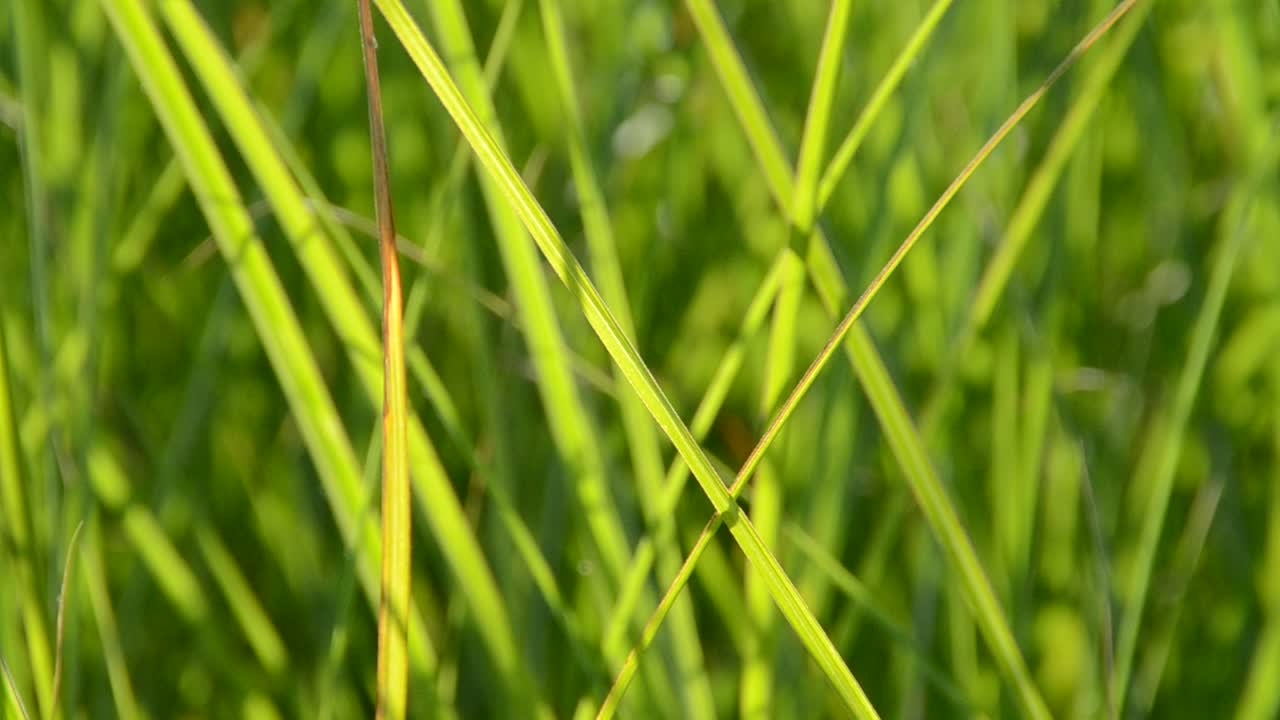 Erba