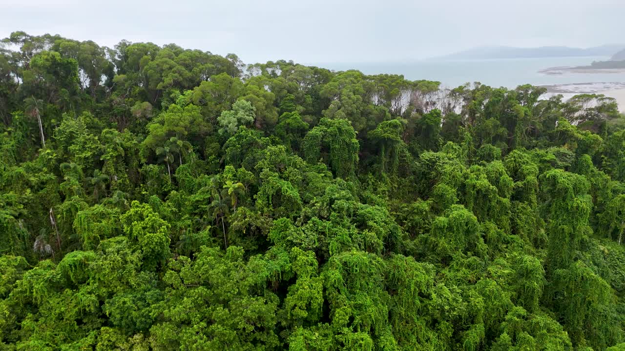 Drone pulls back above dense rainforest canopy, revealing coastline under soft daylight, wide perspective