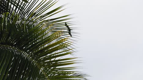 mouette volant au-dessus avec des feuilles de palmier soufflant dans le vent