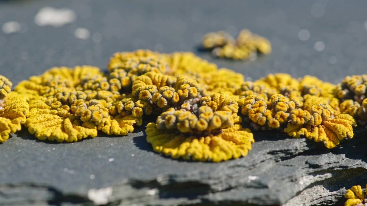 Primo piano che rivela i dettagli della superficie di un lichene folioso giallo brillante su una lastra di roccia stratificata all'aperto.