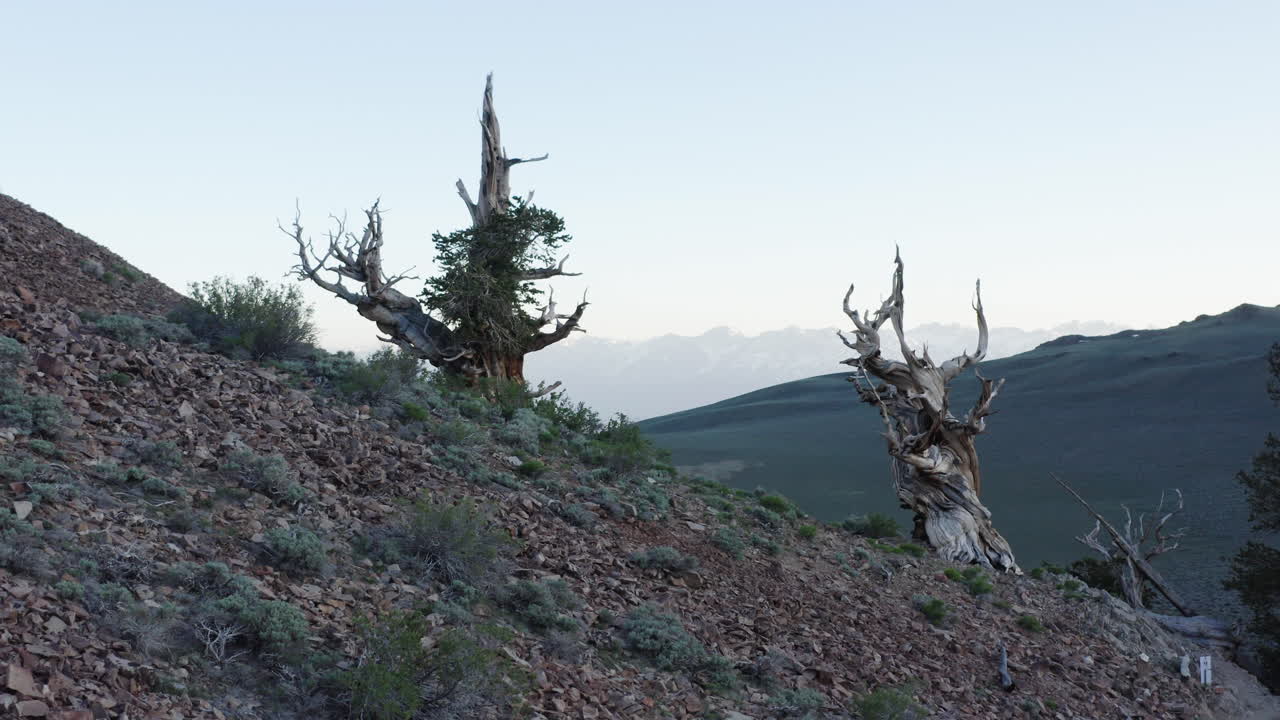 Ancient Bristlecone Pine Trees in the White Mountains of California