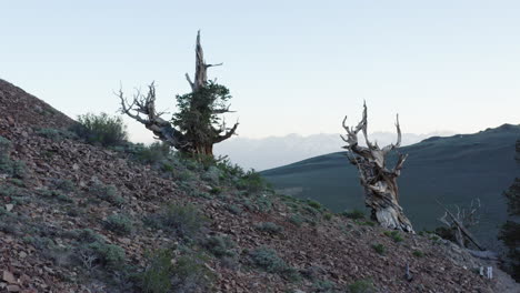ancient bristlecone pine trees in the white mountains of california