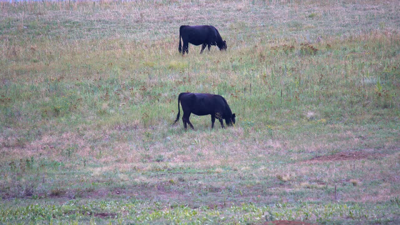 푸른 들판에서 방목하는 소