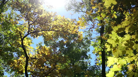 Sonne-Und-Blauer-Himmel-Hintergrundbeleuchtung-Herbstblätter-Und-Bäume