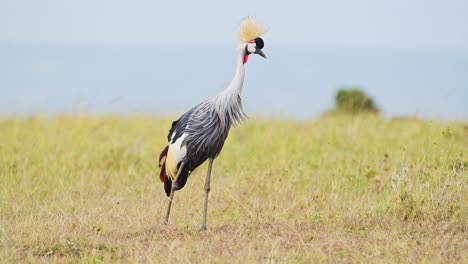 Grullas-Coronadas-Grises-Pastando-En-Pastizales-Altos-Aves-Silvestres-Africanas-En-La-Reserva-Nacional-De-Masai-Mara,-Kenia,-Animales-De-Safari-En-áfrica-En-La-Conservación-Del-Norte-De-Masai-Mara