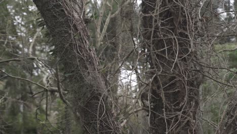 Dried-Trees-Branches-During-Winter-In-Heart-Of-Wild-Forest